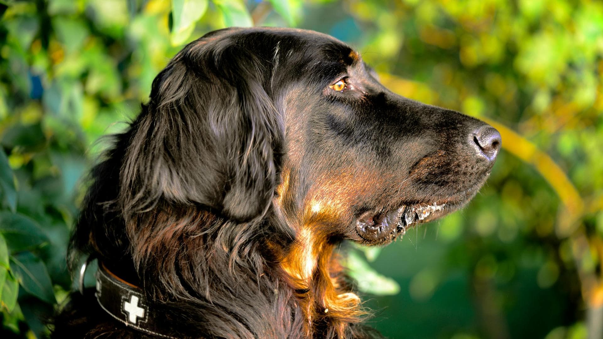 Best Vets in Wolverhampton