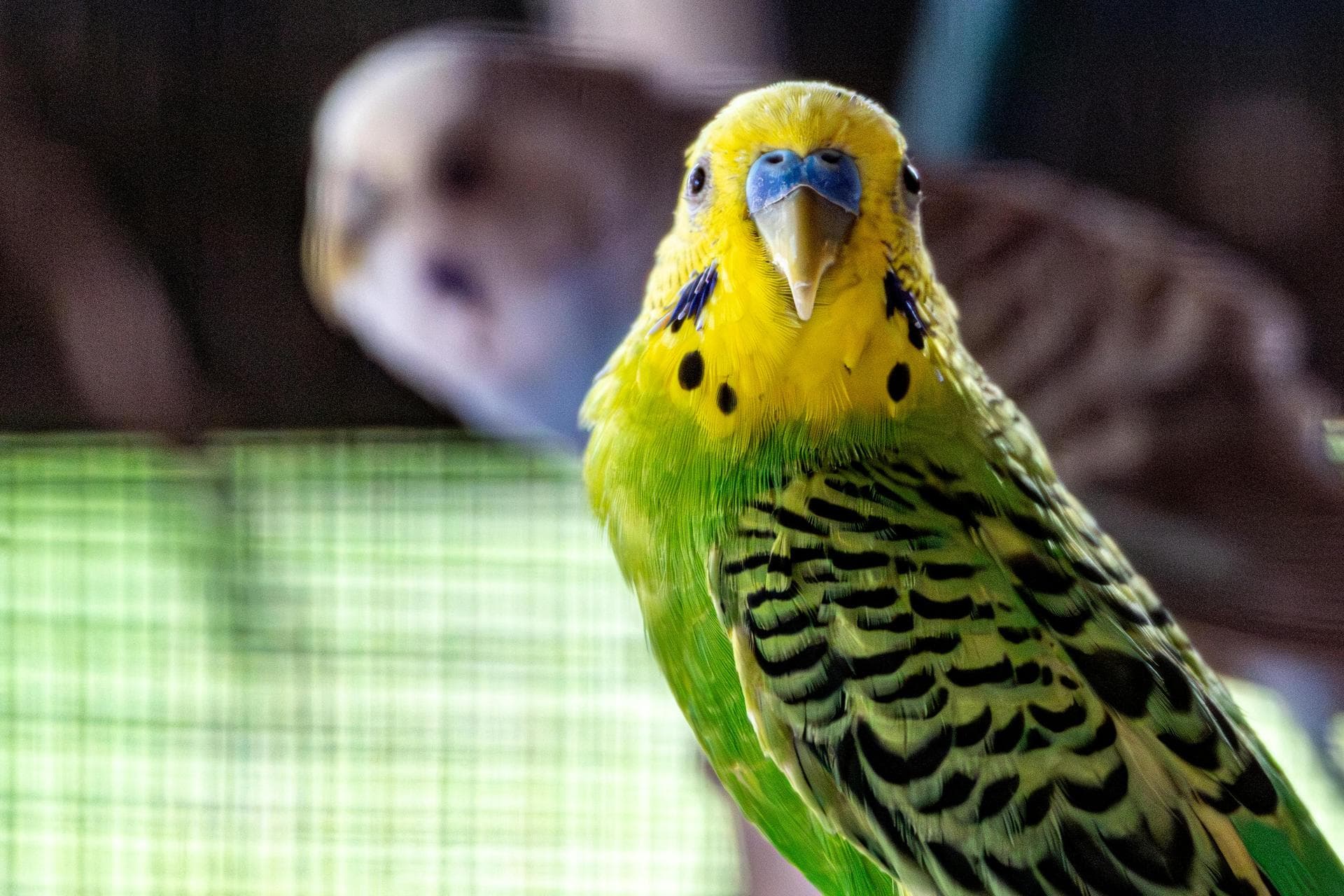 Best Vets in Wolverhampton